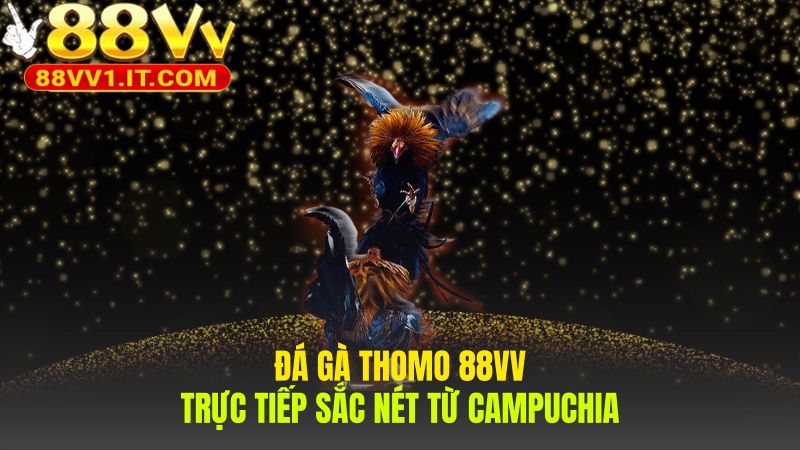 Trực tiếp đá gà Thomo sắc nét từ trường gà Campuchia