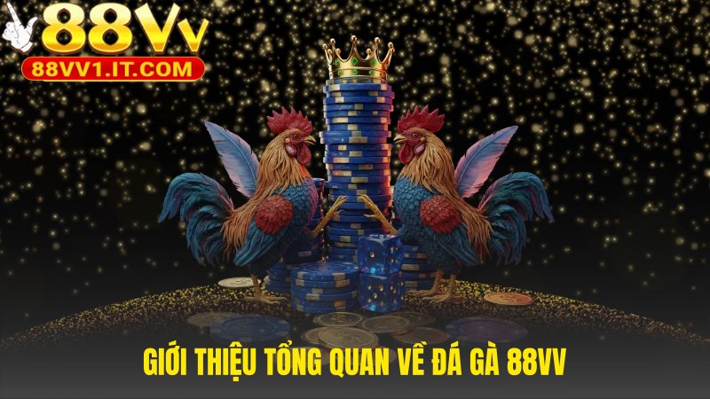 Đá gà 88VV nền tảng số hóa cho kê thủ Việt Nam