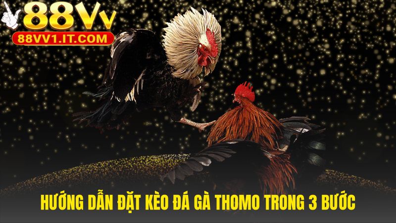 Tham gia đá gà Thomo nhanh chóng với 3 bước đơn giản